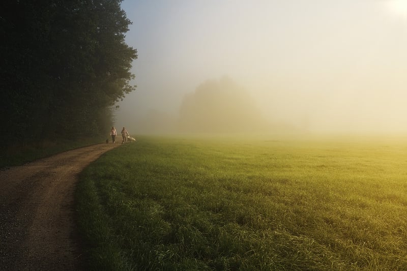 Mystical forest fog